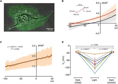 The Role of Membrane Capacitance in Cardiac Impulse Conduction: An Optogenetic Study With Non-excitable Cells Coupled to Cardiomyocytes